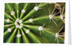 Cactus Thorns by Anonymous