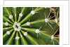 Cactus Thorns by Anonymous