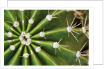 Cactus Thorns by Anonymous
