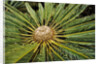 White-haired Cycad by Anonymous