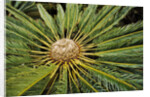 White-haired Cycad by Anonymous