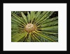 White-haired Cycad by Anonymous