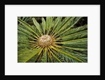 White-haired Cycad by Anonymous