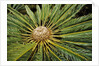 White-haired Cycad by Anonymous