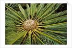 White-haired Cycad by Anonymous