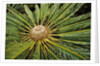 White-haired Cycad by Anonymous