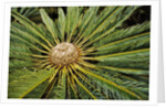 White-haired Cycad by Anonymous