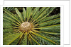White-haired Cycad by Anonymous