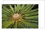 White-haired Cycad by Anonymous