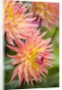 Dahlia 'Karma Sangria' in Bloom by Anonymous