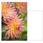 Dahlia 'Karma Sangria' in Bloom by Anonymous