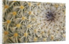 Cactus Thorns by Anonymous
