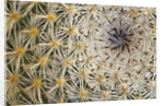Cactus Thorns by Anonymous