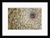 Cactus Thorns by Anonymous