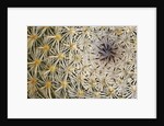 Cactus Thorns by Anonymous