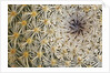 Cactus Thorns by Anonymous