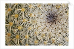Cactus Thorns by Anonymous