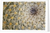 Cactus Thorns by Anonymous