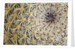 Cactus Thorns by Anonymous