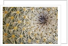 Cactus Thorns by Anonymous