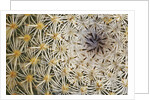 Cactus Thorns by Anonymous
