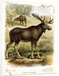 Moose by Anonymous