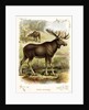 Moose by Anonymous