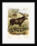 Moose by Anonymous