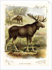 Moose by Anonymous
