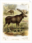 Moose by Anonymous