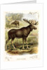 Moose by Anonymous