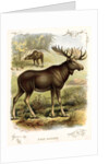 Moose by Anonymous
