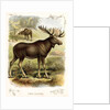 Moose by Anonymous
