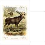 Moose by Anonymous