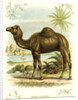 Lithograph of Camel by Anonymous