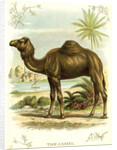 Lithograph of Camel by Anonymous
