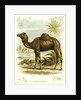Lithograph of Camel by Anonymous