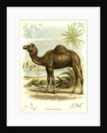 Lithograph of Camel by Anonymous