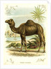 Lithograph of Camel by Anonymous