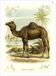 Lithograph of Camel by Anonymous