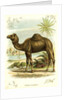 Lithograph of Camel by Anonymous