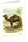 Lithograph of Camel by Anonymous