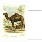 Lithograph of Camel by Anonymous