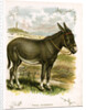 Illustration of Donkey by Anonymous
