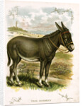 Illustration of Donkey by Anonymous