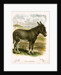 Illustration of Donkey by Anonymous