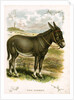 Illustration of Donkey by Anonymous
