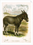 Illustration of Donkey by Anonymous