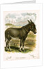Illustration of Donkey by Anonymous