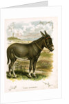 Illustration of Donkey by Anonymous